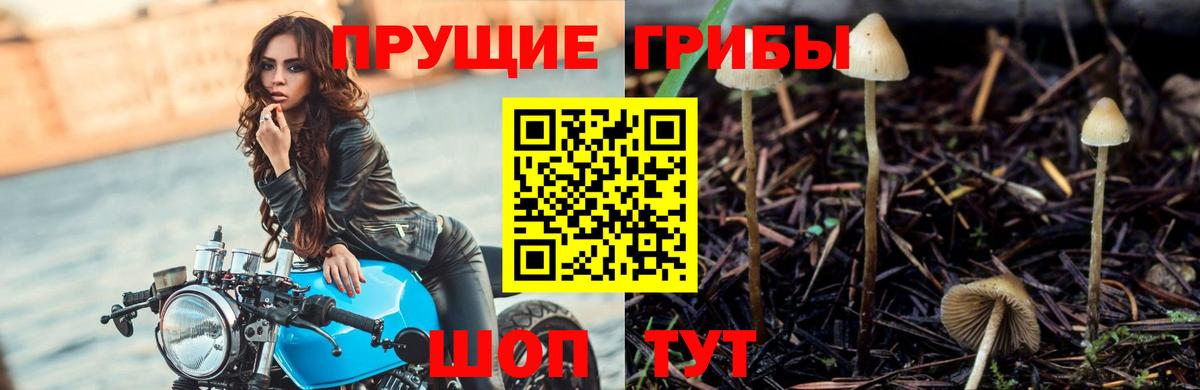 Псилоцибиновые грибы прущие грибы Полевской